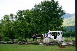 A horse-drawn white carriage at a Dillard House Wedding
